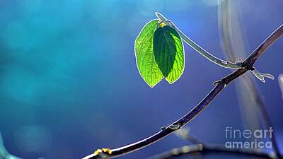 Neutrality Royalty Free Images - Green Leaves Macro Close Up Royalty-Free Image by Hi Res