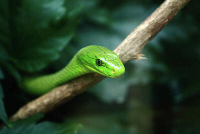 Reptiles Royalty-Free and Rights-Managed Images - Green Mamba   by Aidan Moran