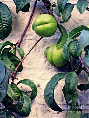 Garden Vegetables - Green Peaches by Sarah Loft