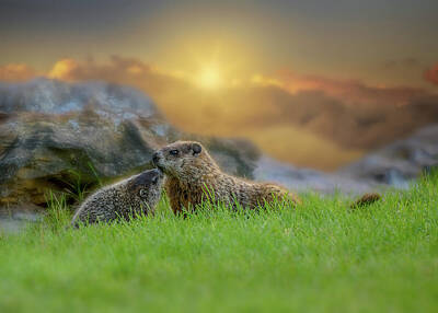 Animals Photos - Groundhog Morning by Bob Orsillo