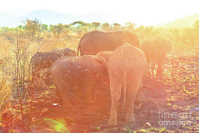 Ingredients Rights Managed Images - Group of elephants Royalty-Free Image by Benny Marty