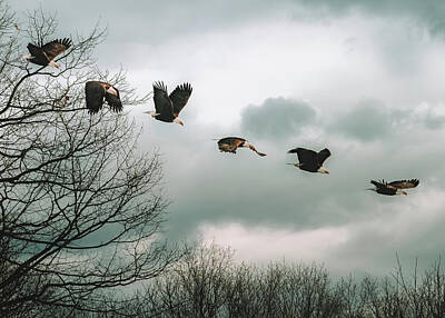 Birds Photos - Half second of flight by Bob Orsillo