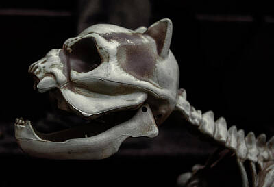 Staff Picks Judy Bernier Rights Managed Images - Haloween Decoration - Dog Skeleton Royalty-Free Image by Robert Ullmann