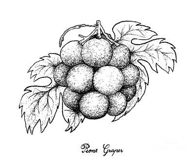 Wine Drawings - Hand Drawing of Fresh Pione Grapes on White Background by Iam Nee