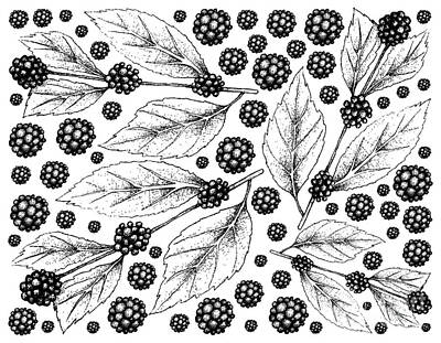 Wine Drawings - Hand Drawn Background of American Beautyberry Fruits by Iam Nee