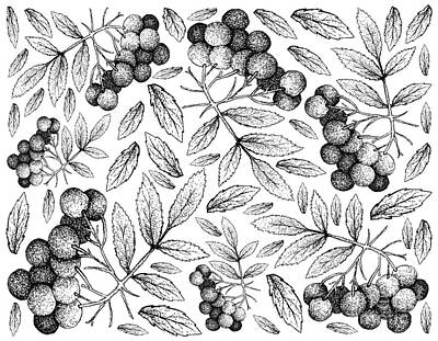 Landmarks Drawings - Hand Drawn Background of American Elder Fruits by Iam Nee