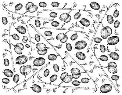 Lilies Drawings - Hand Drawn Background of Blueberry Flax Lily Fruits by Iam Nee