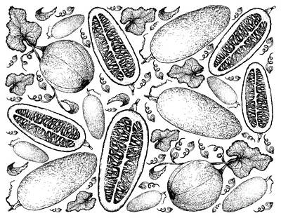 Science Collection Rights Managed Images - Hand Drawn Background of Honeydew Melon and Cassabanana Royalty-Free Image by Iam Nee