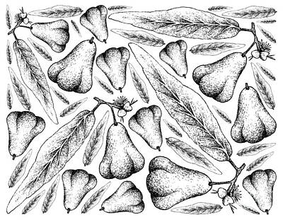 Roses Drawings - Hand Drawn Background of Java Rose Apples by Iam Nee