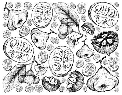 Food And Beverage Drawings - Hand Drawn Background of Monk Fruit and Watery Rose Apple by Iam Nee
