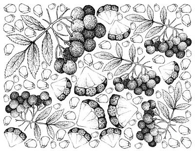Landmarks Drawings - Hand Drawn Background of Pineapple and American Elder Fruits by Iam Nee