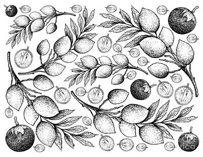 Food And Beverage Drawings - Hand Drawn Background of Star Apple and Elaeocarpus Hygrophilus Fruits by Iam Nee