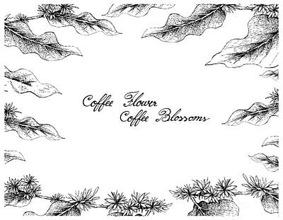 Food And Beverage Drawings - Hand Drawn Frame of Coffee Flowers on White Background by Iam Nee