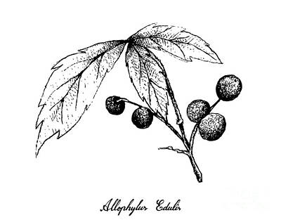 Food And Beverage Drawings - Hand Drawn of Allophylus Edulis Fruits on White Background by Iam Nee