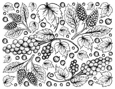 Food And Beverage Drawings - Hand Drawn of Amora Verde Berries and Assyrtiko Grapes by Iam Nee