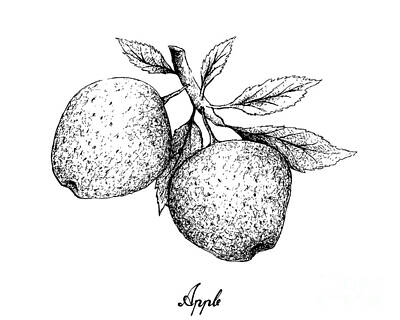 Food And Beverage Drawings - Hand Drawn of Apple Fruits on White Background by Iam Nee