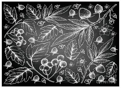 Landmarks Drawings - Hand Drawn of Atherton Raspberries and American Cranberries on Chalkboard by Iam Nee