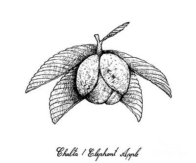 Food And Beverage Drawings - Hand Drawn of Chalta or Elephant Apple Fruits by Iam Nee