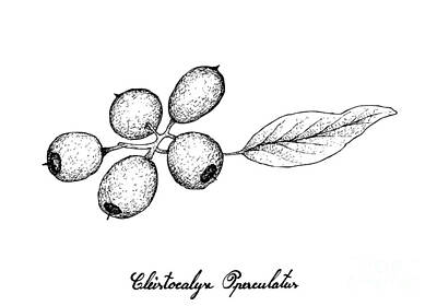 Sweet Tooth Rights Managed Images - Hand Drawn of Cleistocalyx Operculatus Fruits on White Background Royalty-Free Image by Iam Nee