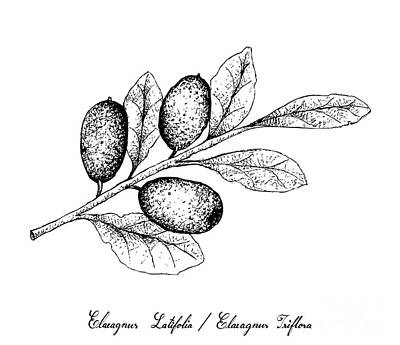 Food And Beverage Drawings - Hand Drawn of Elaeagnus Ebbingei Fruits on White Background by Iam Nee