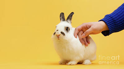 Easter Bunny - Hand petting white bunny on yellow background. by Michal Bednarek