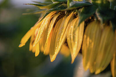 Sunflowers Photos - Hanging On by Kristopher Schoenleber