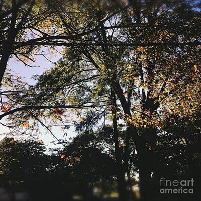 Frank J Casella Rights Managed Images - Hanging Onto Autumn Royalty-Free Image by Frank J Casella