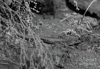 Reptiles Photo Royalty Free Images - Haria Lizard 2 bw Lobos Royalty-Free Image by Eddie Barron