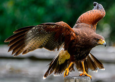 Target Threshold Photography - Harris hawk stretching its wings by Judit Dombovari