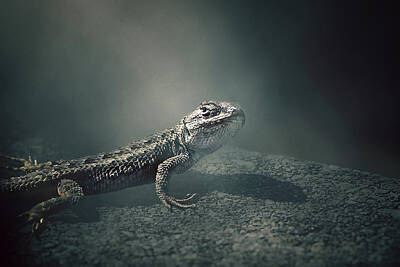 Reptiles Royalty-Free and Rights-Managed Images - He Comes by Mike Gifford
