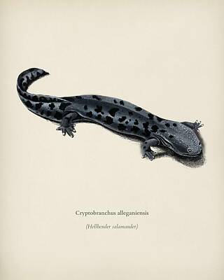Animals Painting Rights Managed Images - Hellbender Salamander  Cryptobanchus alleganiernsis illustrated by Charles Dessalines D Orbigny  1 Royalty-Free Image by Celestial Images