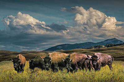 Randall Nyhof Royalty Free Images - Herd of American Buffalo Bison grazing in Yellowstone Royalty-Free Image by Randall Nyhof