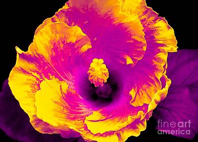 Roses Rights Managed Images - Hibiscus at Lamberton Conservatory in Rochester New York with Ametrine Effect Royalty-Free Image by Rose Santuci-Sofranko