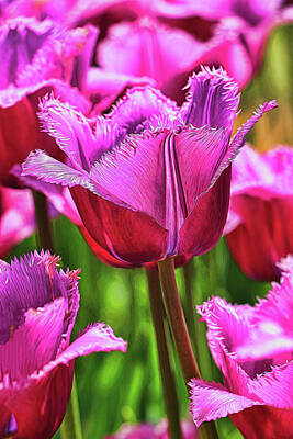 Recently Sold - Florals Royalty-Free and Rights-Managed Images - Holland Ridge Tulip Farm # 8 by Allen Beatty