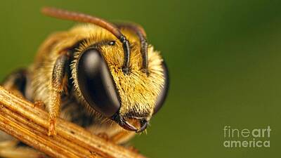 Cities Rights Managed Images - Honey Bee Close Up Macro Ultra HD Royalty-Free Image by Hi Res