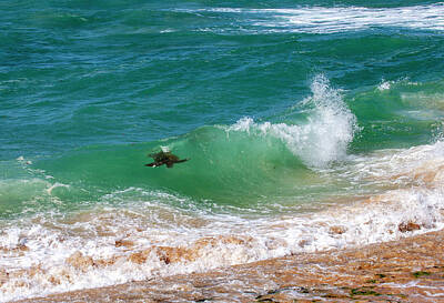Reptiles Photo Royalty Free Images - Honu Surfing Royalty-Free Image by Anthony Jones