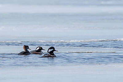 Grimm Fairy Tales Rights Managed Images - Hooded Merganser Trio Royalty-Free Image by Susan McMenamin
