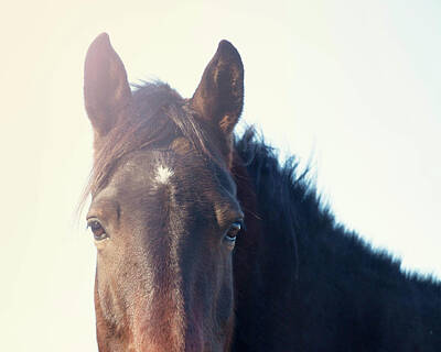 Wild And Wacky Portraits - Horse by Erin Johnson