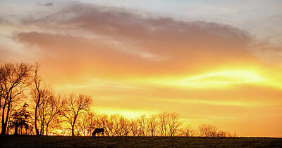 Animals Photos - Horse on a pasture in Kentucky at sunset by Alexey Stiop