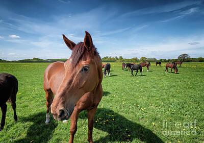 Modern Sophistication Minimalist Abstract - Horses and foals on a ranch in Denmark by Frank Bach