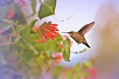 Birds Royalty-Free and Rights-Managed Images - Humming Bird and Honeysuckle by Cedar Creek Images Mike and Barb Harthan