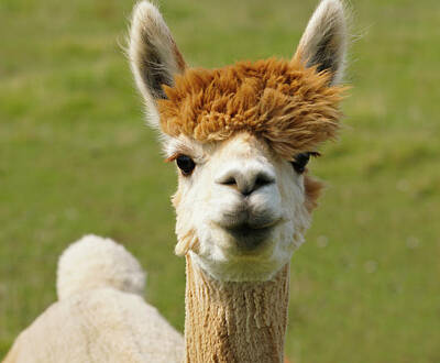 Winter Animals - I Love Lucy The Alpaca by Moment of Perception