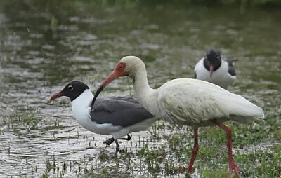 Birds Royalty Free Images - Ibis And Gull Friends 4 Royalty-Free Image by Cathy Lindsey