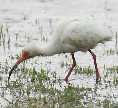Soap Suds - Ibis In The Rain 10 by Cathy Lindsey