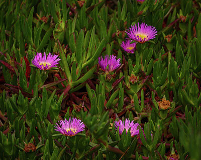Grateful Dead - Ice Plants 1 by Mike Penney