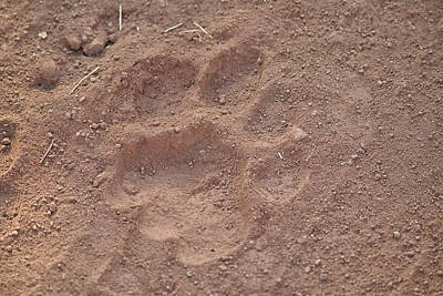 Architecture David Bowman - Indian Lion Footprint in Sasan Gir Wildlife Center  by Carol Ailles