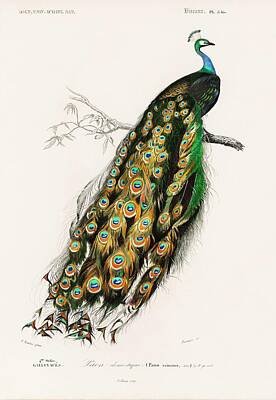 Birds Paintings - Indian peafowl  Pavo Cristatus illustrated by Charles Dessalines D Orbigny  1806-1876  by Celestial Images