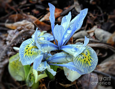 Fruit Photography - Iris With Droplets  by Kerri Farley