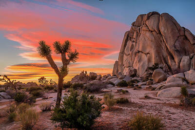 Landscapes Royalty-Free and Rights-Managed Images - Joshua Tree Sunset by Peter Tellone