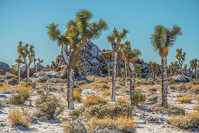 Airplane Paintings - Joshua Trees with Frosting by Matthew Irvin